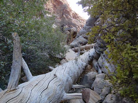 Ice Box Canyon