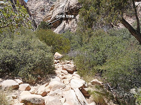 Ice Box Canyon