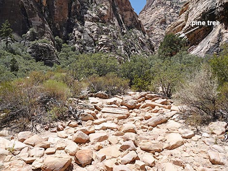 Ice Box Canyon