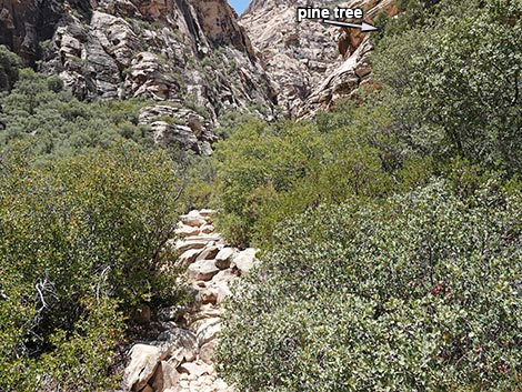Ice Box Canyon