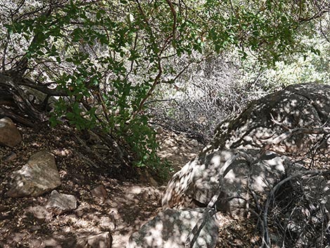 Ice Box Canyon
