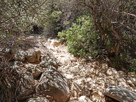 Ice Box Canyon
