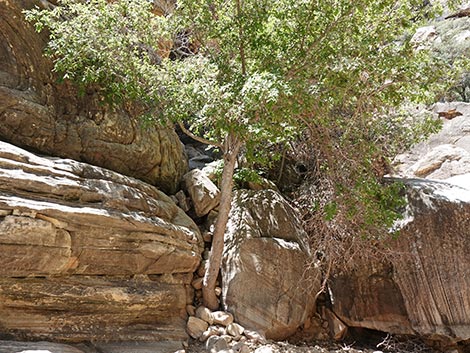 Ice Box Canyon