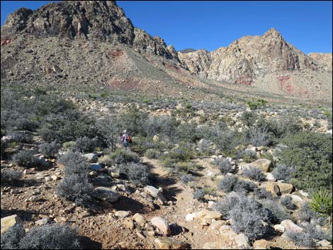 Lone Grapevine Spring