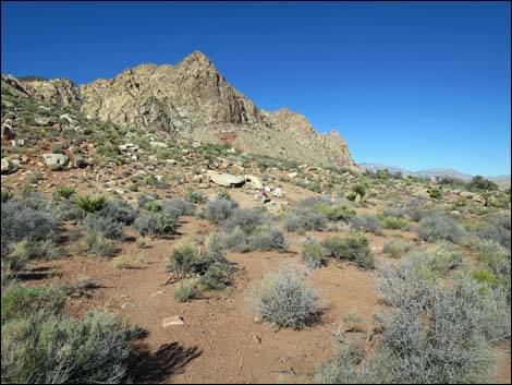 Lone Grapevine Spring