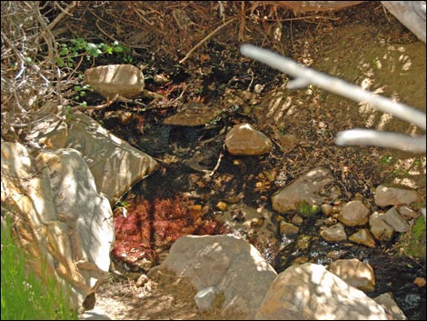 Lost Creek Falls