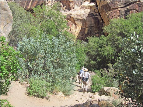 Lower Lost Creek Falls Trail