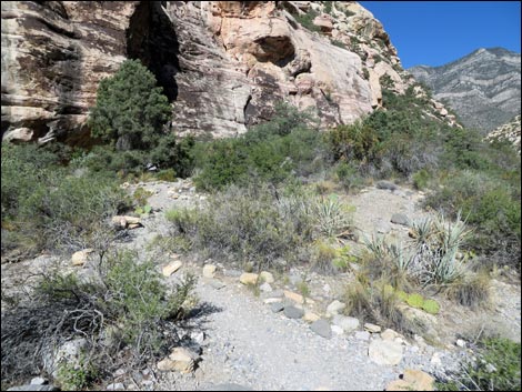 Petroglyph Wall Trail