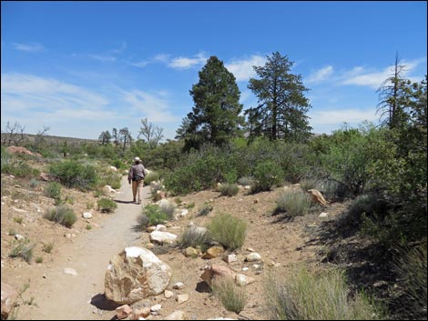 Pine Creek Trail