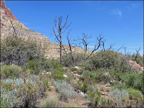 Pine Creek Trail