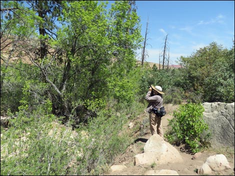 Pine Creek Trail