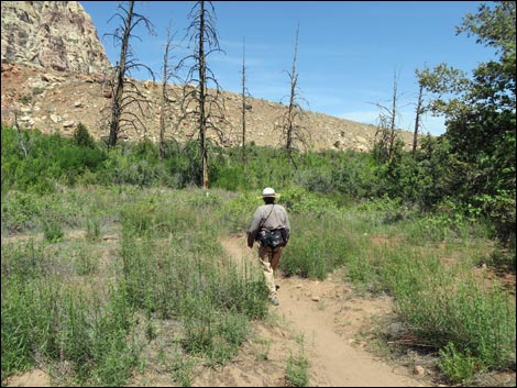 Pine Creek Trail