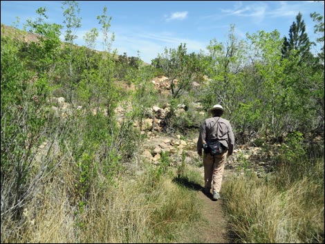 Pine Creek Trail