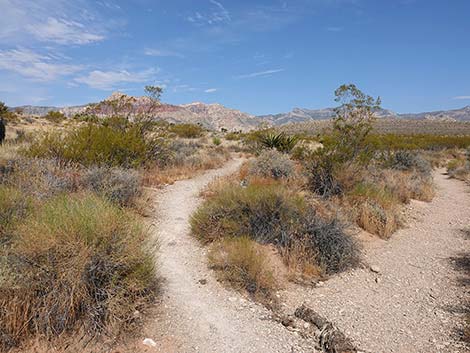 Ride Share Deluxe Loop Trail