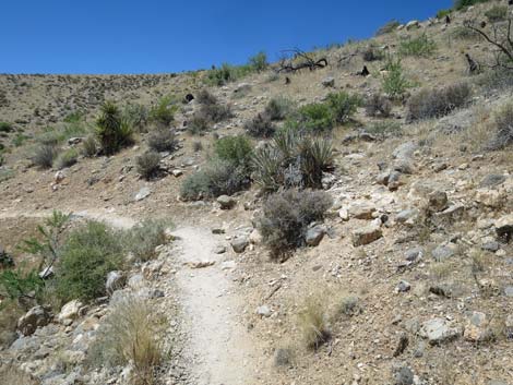 Calico Hills Trail - Sandstone Quarry to Calico 1