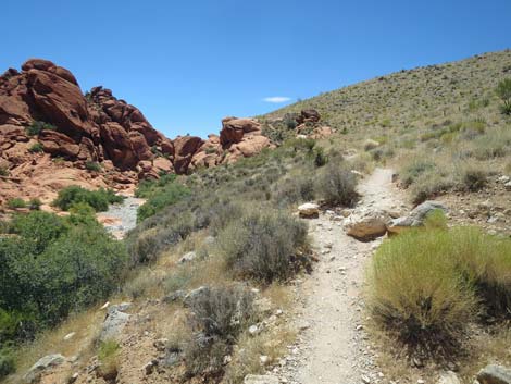 Calico Hills Trail - Sandstone Quarry to Calico 1