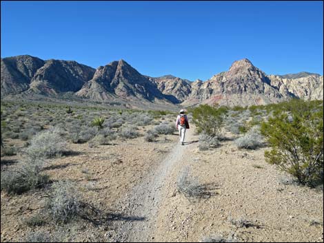 Cottonwood Valley Springs Loop Trail