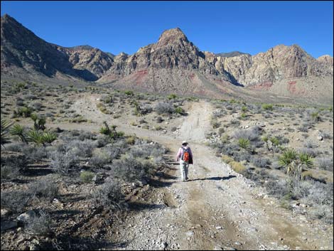 Cottonwood Valley Springs Loop Trail