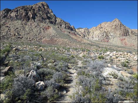 Cottonwood Valley Springs Loop Trail