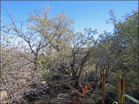 Cottonwood Valley Springs Loop Trail