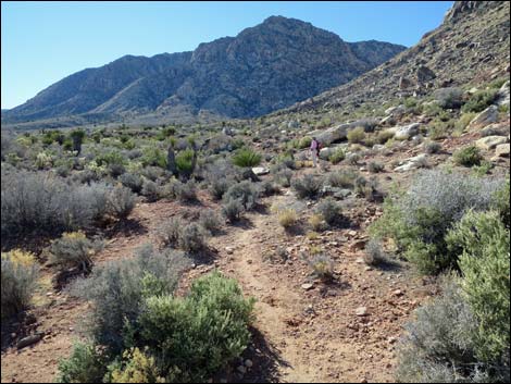 Cottonwood Valley Springs Loop Trail