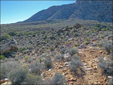 Cottonwood Valley Springs Loop Trail