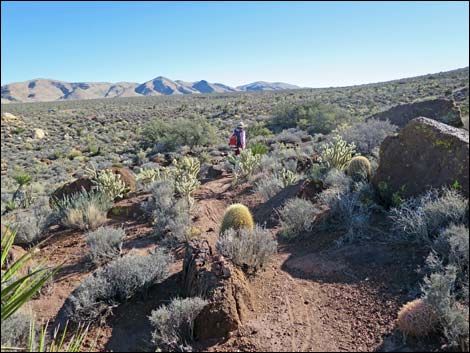 Cottonwood Valley Springs Loop Trail