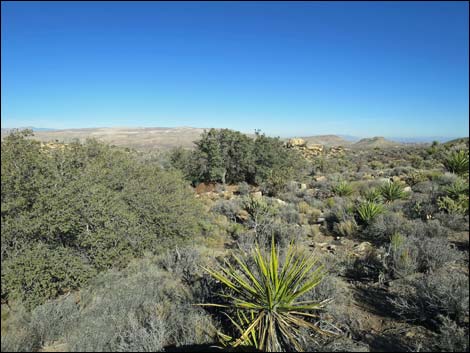 Cottonwood Valley Springs Loop Trail