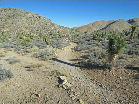 Cottonwood Valley Springs Loop Trail