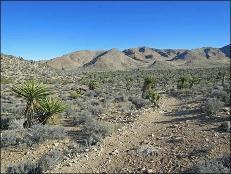 Cottonwood Valley Springs Loop Trail