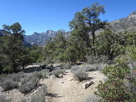 White Rock Loop Trail