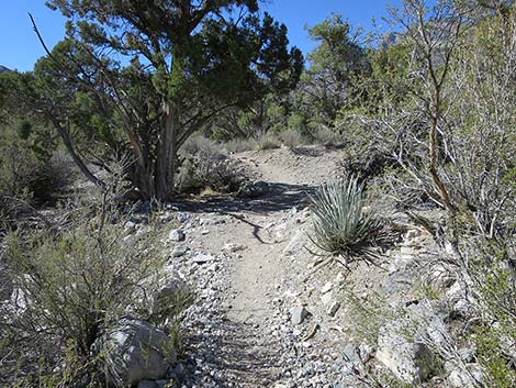 White Rock Loop Trail