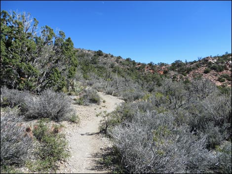 White Rock Loop Trail