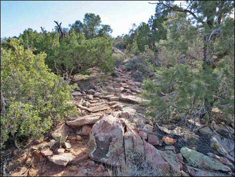 Wilson's Pimple Peak Trail