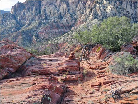 Wilson's Pimple Peak Trail