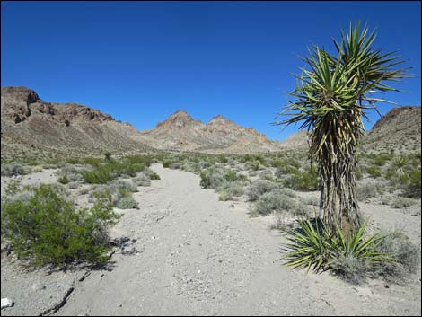 Hidden Valley Trail