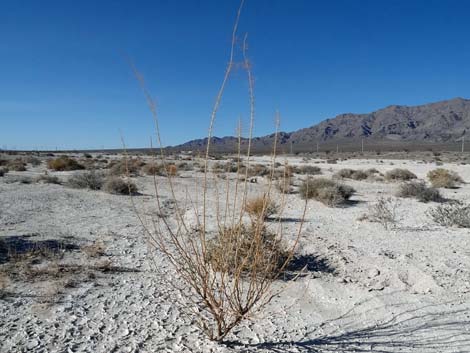 Aliente Loop Trail