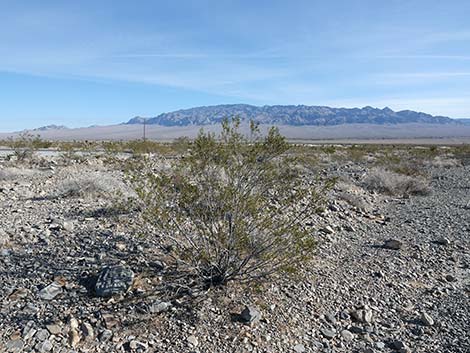 Corn Creek Road Trailhead