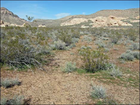 Colorock Canyon Loop