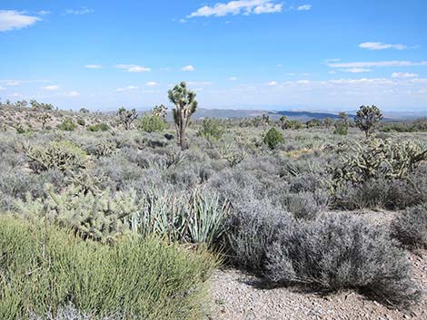 Pine Spring Road, South Fork