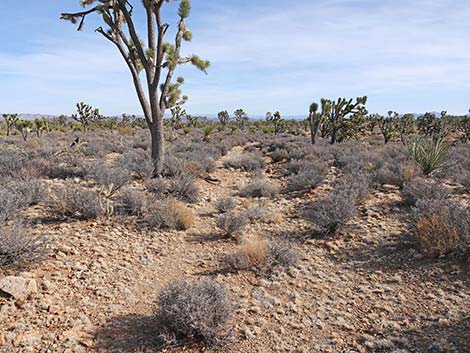 El Dorado Wagon Road Trail