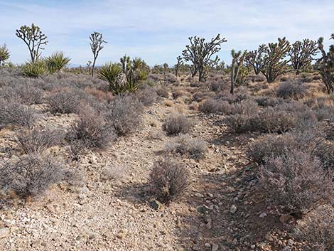 El Dorado Wagon Road Trail