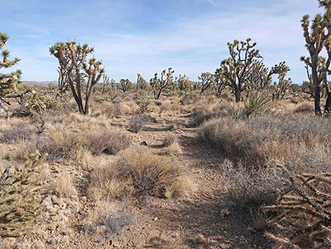 El Dorado Wagon Road Trail