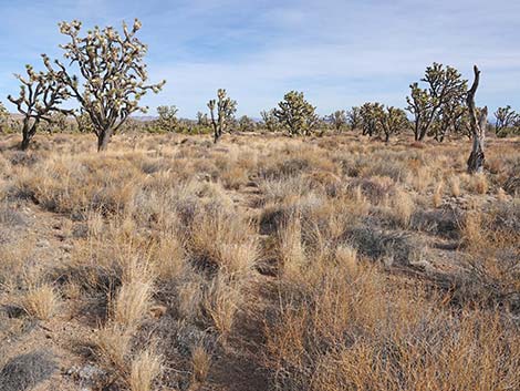 El Dorado Wagon Road Trail