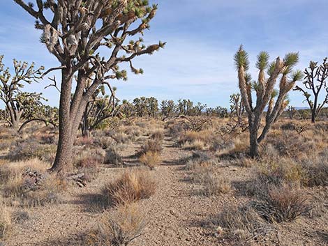 El Dorado Wagon Road Trail