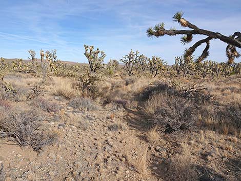 El Dorado Wagon Road Trail