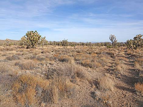 El Dorado Wagon Road Trail