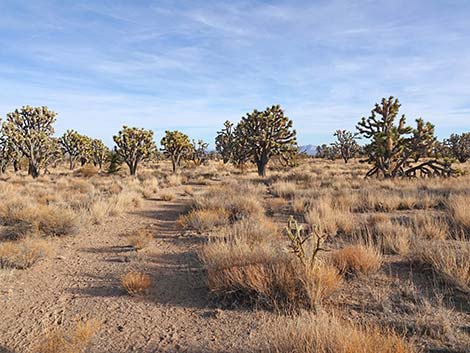 El Dorado Wagon Road Trail