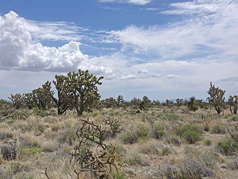 El Dorado Wagon Road Trail