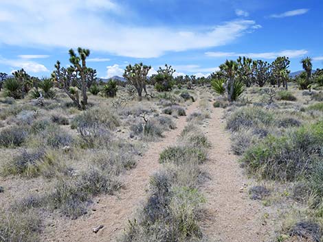 El Dorado Wagon Road Trail